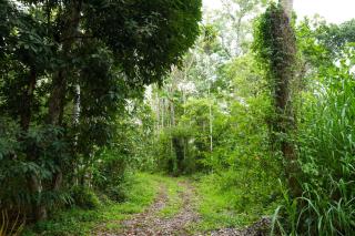 Mystic Trees, Kumily - Thekkady - 4
