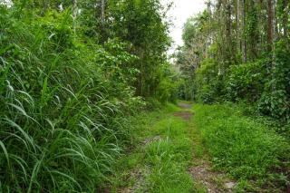 Mystic Trees, Kumily - Thekkady - 3
