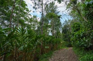 Mystic Trees, Kumily - Thekkady - 1