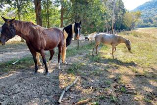 Charming Farmhouse on working Red Haven Farm - Irvine - 7