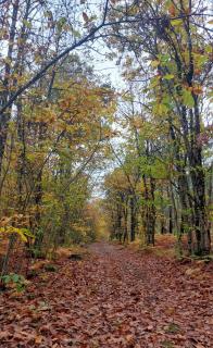 Maison de Campagne avec Piscine, Vallée de la Loire - 9