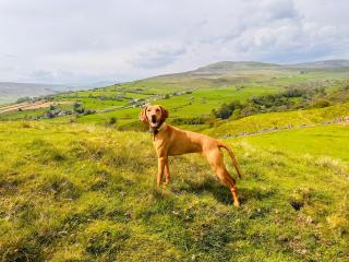 The Old Barn - Reeth - 2