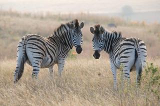 Duma Manzi Eco Lodge & Spa - Richmond - 7
