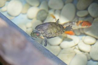 Flower Pot complex Aparts & Studios! - 4