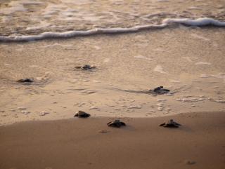 Mundo Milo Eco Lodge - 4