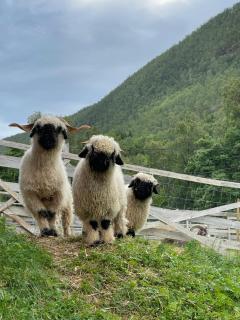 Koselig dyregård i Tromsø - Tromsø - 1