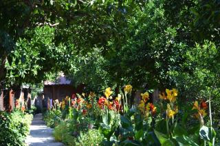 Olympos Doga Pansiyon - Olympos - 1