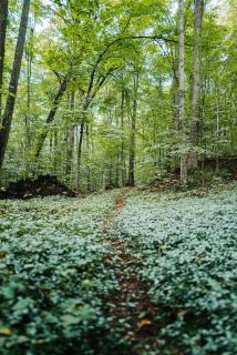 Finnwood - A Pet Friendly Woodland Retreat - 1