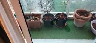 Royal Nest Premium-AS - Pune - 7