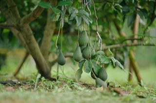 ไร่นภาดลรีสอร์ท - 2