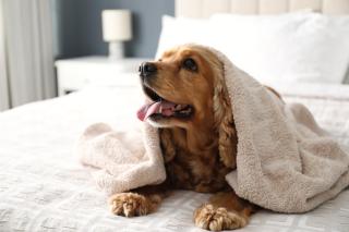 LUX PET-FRIENDLY's BENDIGO ACCOMMODATION NO STAIRS CATS DOGS 5 BEDROOM 2 BATHROOMS ENTIRE HOME WALK TO BENDIGO CBD LAKE Bendigo Regional Tennis Centre BRTC Central Deborah Gold Mine Bendigo Art Gallery Golden Dragon Museum Rosalind Park The Great Stupa, - Bendigo - 3