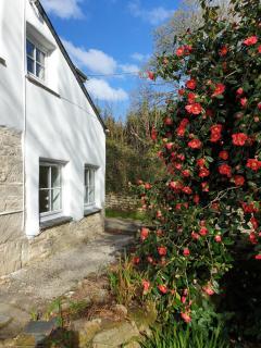 Primrose Cottage - Helston - 7