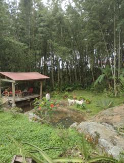 Finca exclusividad familiar o grupo de amigos capacidad hasta 12 personas calles en placa huella, caminata ecológica - 8