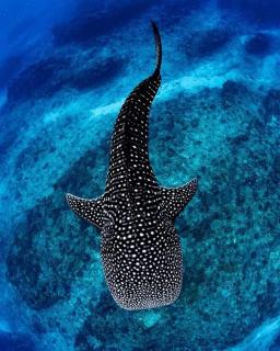 Ningaloo Lodge Exmouth - Exmouth - 8
