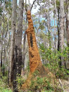 The May Queen - Footsteps in the Forest - Balbarrup - 9
