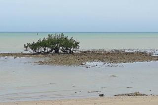 Loft da Árvore nas Falésias em Cumuruxatiba - Prado - 3