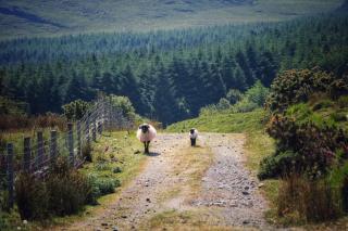 Oak Tree Cottage - 3 Bedroom - Louisburgh - 1