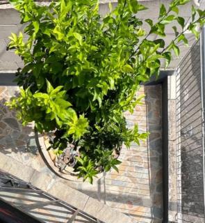 Lemon Tree - Agios Vlasios - 5
