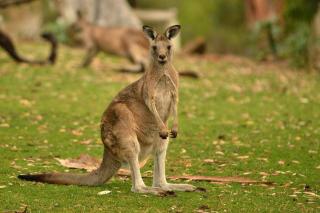 Mt Elephant Forrest Cabin - - 1