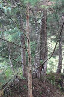 Sanary - Guarne - 9