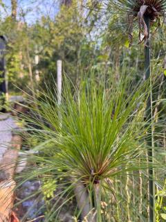 Nandina, en el bosque y playa - 3
