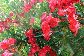 Agriturismo da Luì - 2