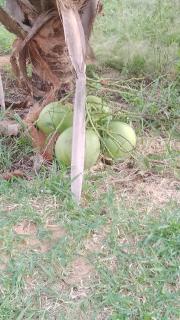 Mangue em flor - 6