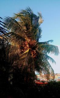 Mangue em flor - 1
