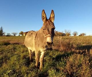 Gîte La Mosaïque - 2