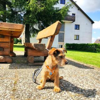 Ferienwohnung Harzluchs mit Balkon, Netflix und Sauna im Haus - Hohegeiß - 4