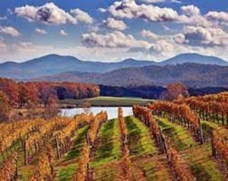 The Cottage @ Afton Mountain- Close to Wineries! - Afton - 7