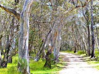 Cabin 1 - Snowy Accommodation - Adaminaby - 3