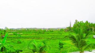 Puri Lovina - Lovina - 7