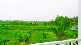 Puri Lovina - Lovina - 1