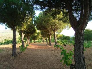 ISLA DEL BURGUILLO - 4