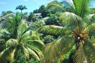 La Dicossine - La Guadeloupe au naturel ;) - 1