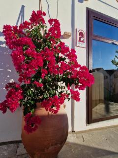 Mary wine house - Pisticci - 5