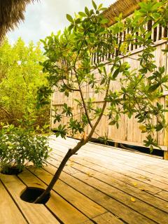 Casa do mangue - 4