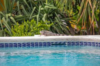 Piscadera Bay Resort 24 - Willemstad - 8