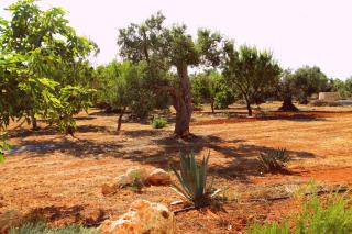 Country Salenthouse - Marina di Mancaversa - 1