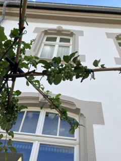 Gästehaus Cantzheim - Kanzem - 7