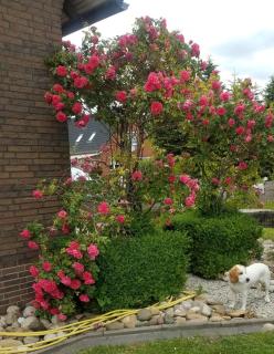 Ferienwohnung Aurich Ostfriesland - 4