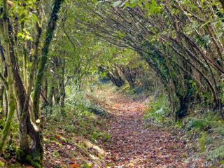 Uk45543-The Threshing Barn - Sticklepath - 9