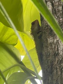 Alleppey Beach Garden - Alleppey - 9
