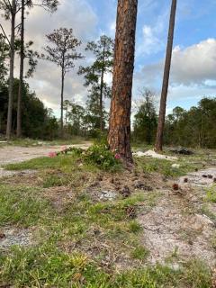 sun and nature - Wesley Chapel - 5
