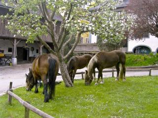 Gasthof Tell - Paternion - 2