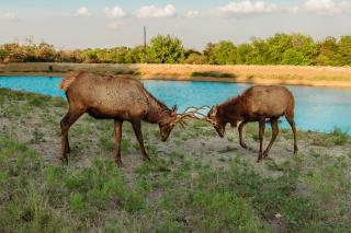 Bent Creek Lodge - Springtown - 4