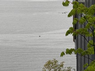 BOATYARRD Inn # 9 - 4