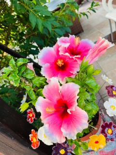 Ferienwohnung Amethyst - 1