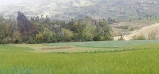 Finca Las Lajas Cuy Sabor - Chivatá - 2